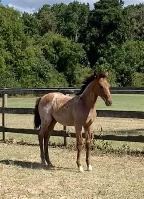 Height (hh) 16. . Horses for sale in louisiana